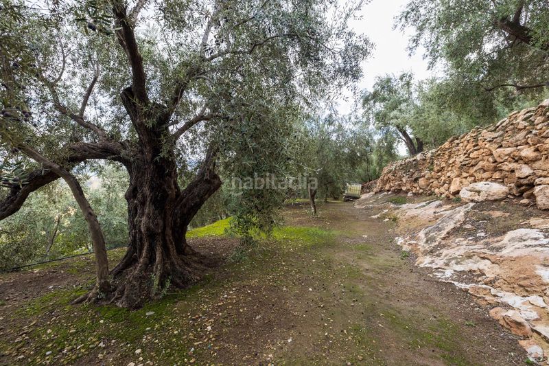 Foto 403b8fbf-b743-40b8-bb45-4237e220981f. Finca rústica a Pinar (El)