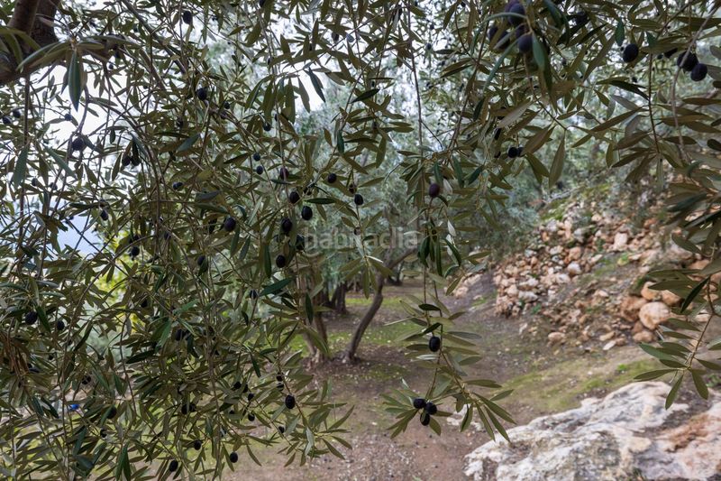 Foto 4f95b110-7f28-498a-b1e8-f35297df88fb. Finca rústica a Pinar (El)