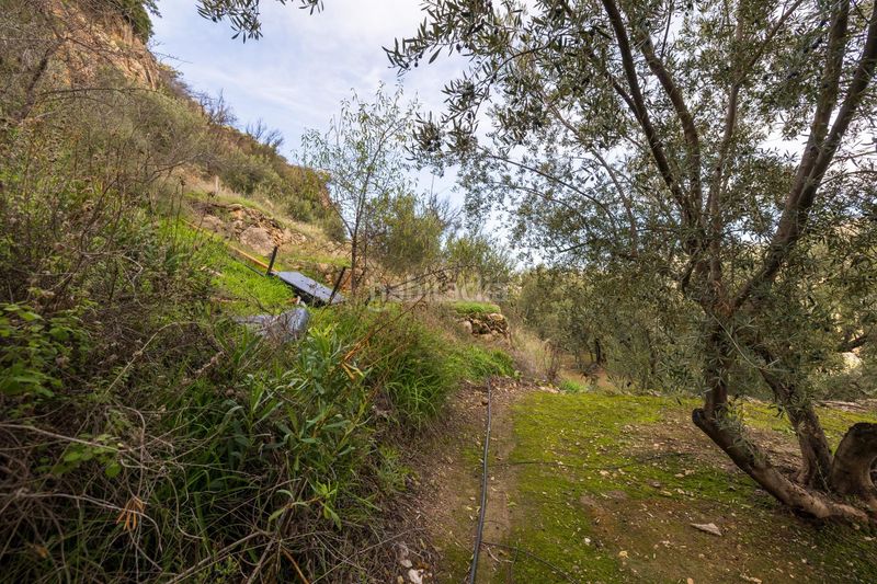 Foto f9c0d44f-8623-4d41-bb5c-04648d070342. Finca rústica a Pinar (El)