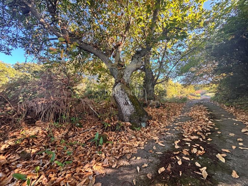 Foto a361c608-8122-4061-82d9-aab0eb9ca817. Finca rústica a La Perdoma - San Antonio - Benijos Orotava (La)