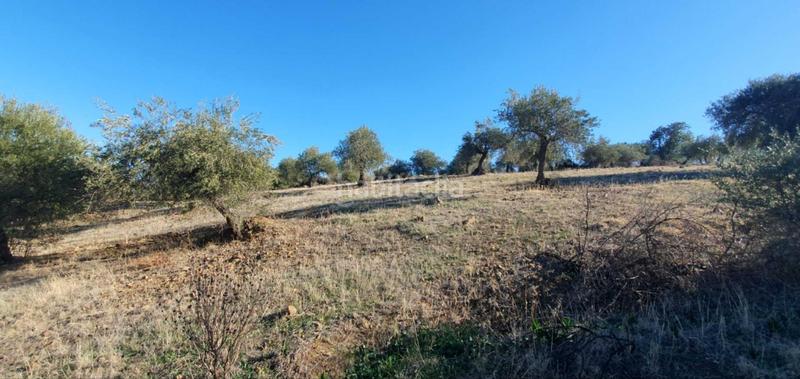 Foto 554e5ed4-b9aa-488f-8587-55814c40ad84. Terreny residencial a Tolox