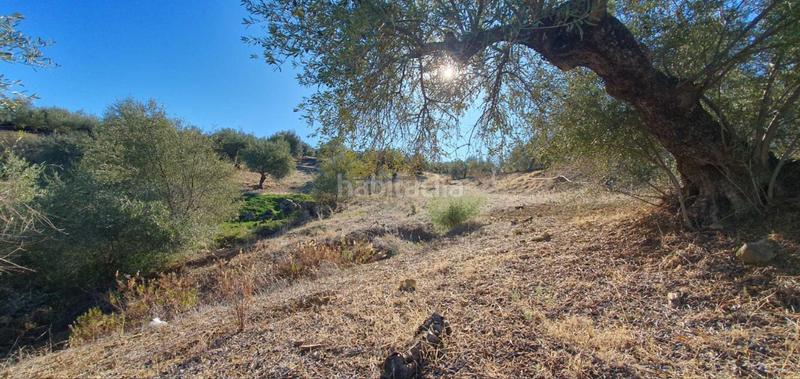 Foto e3199f50-b3be-404d-9963-2191fe791467. Terreny residencial a Tolox