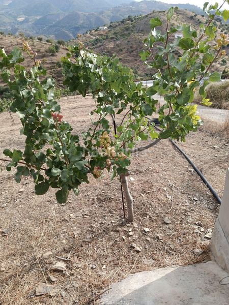 Foto 973233e2-1f5d-49c0-bbbe-79b30a400184. Finca rústica a Cortes-Huertas Madrid