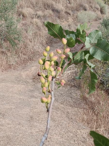 Foto a1d1ab6a-e889-4a74-9692-3fb21cabb7eb. Finca rústica a Cortes-Huertas Madrid
