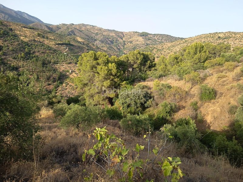 Foto 6f4ece52-9425-475f-93a1-cc1128109a20. Finca rústica a Tolox