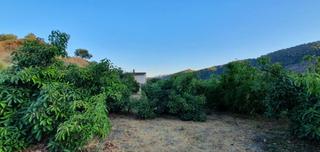 Masia a Yunquera. Finca rústica regadío en yunquera