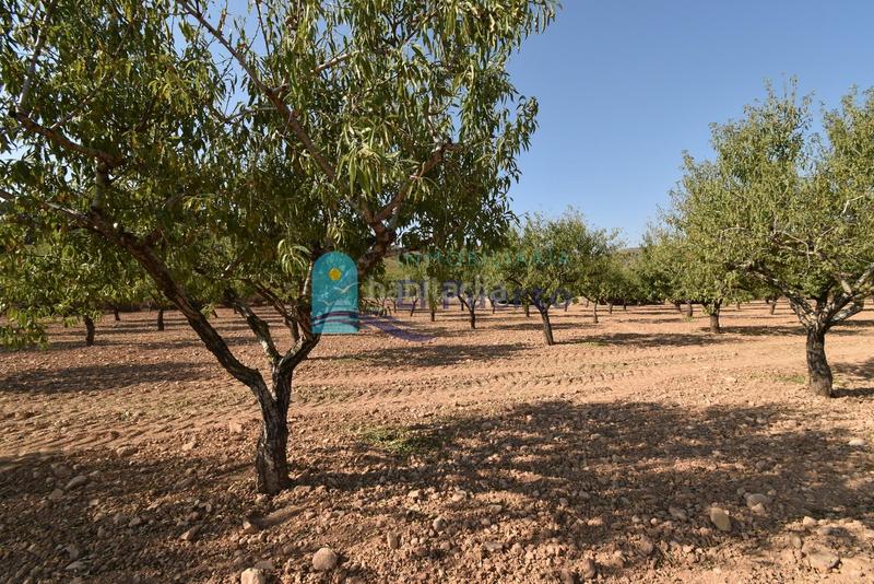 Foto 22467117-1619-4dee-a8a0-2afb5b0d53fa. Rural plot in Mazarrón casco urbano Mazarrón