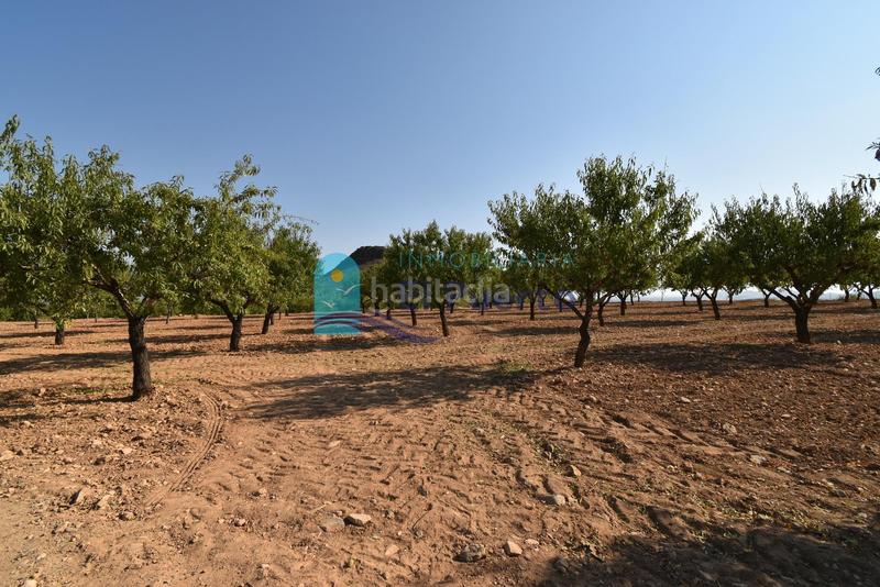 Foto 2958ce47-f209-4eae-b432-83f56e089f40. Rural plot in Mazarrón casco urbano Mazarrón