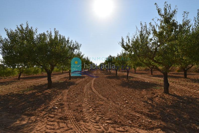 Foto 2a1ab8dd-cac2-4aee-86e4-766690a7453c. Rural plot in Mazarrón casco urbano Mazarrón