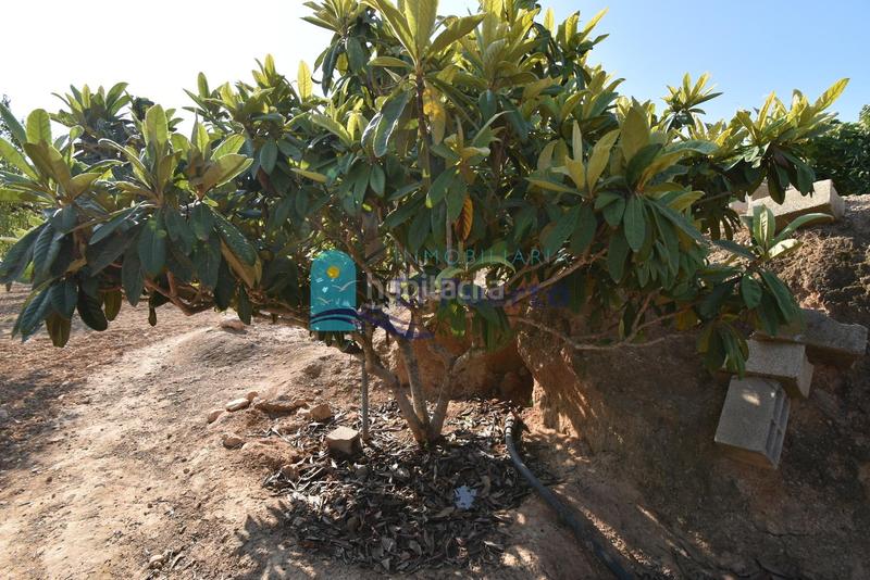 Foto 4527d1a9-d9c7-4b01-a4a1-b2cbbd1eea1f. Rural plot in Mazarrón casco urbano Mazarrón