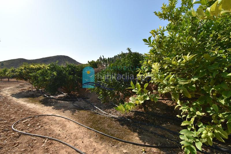 Foto 61d7c735-f5a0-46a3-adba-654872fcec98. Rural plot in Mazarrón casco urbano Mazarrón