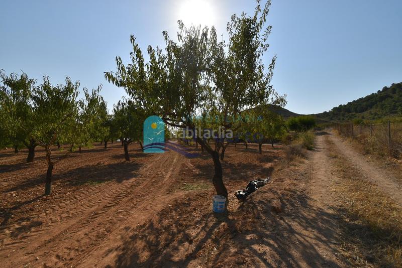Foto 6699d42d-7bfc-4303-97fe-28c7e7644ed9. Rural plot in Mazarrón casco urbano Mazarrón
