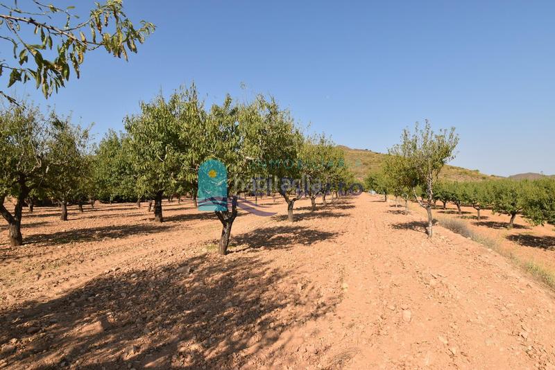 Foto 877f8e9e-ab11-4787-b186-0c7c12beea2e. Rural plot in Mazarrón casco urbano Mazarrón