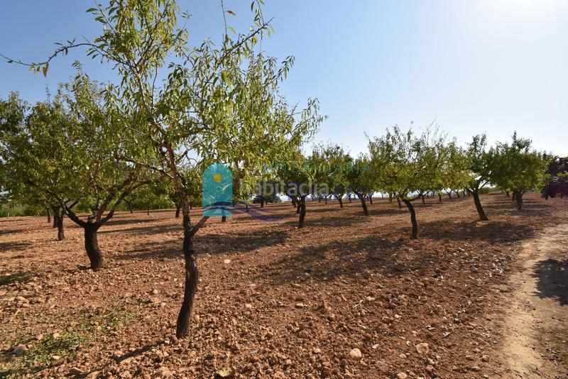 Foto 8aae46f5-d15f-4f74-8729-ceaefad6a2e6. Rural plot in Mazarrón casco urbano Mazarrón