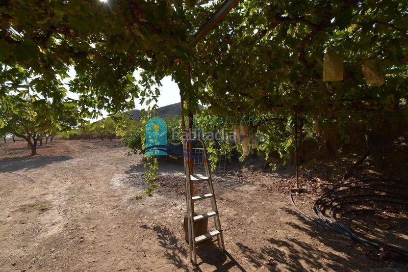 Foto bd84a27d-5a0a-42a2-84bc-1e34c4c48847. Rural plot in Mazarrón casco urbano Mazarrón