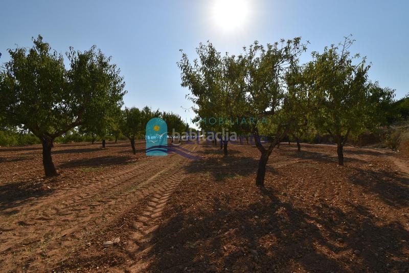 Foto e2aefc0a-cc44-4c02-9a10-cfa6df475a87. Rural plot in Mazarrón casco urbano Mazarrón