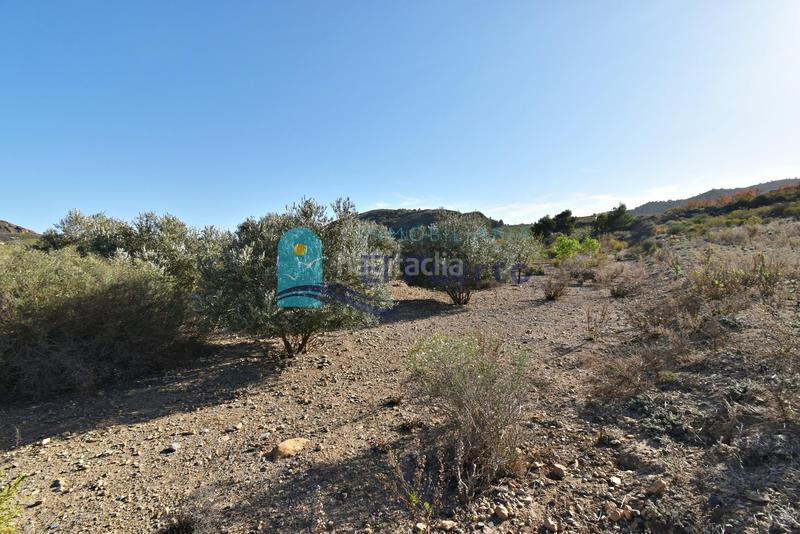 Foto 739f4a5b-cd40-4ca4-b225-b16fc4c4d30a. Rural plot in Mazarrón casco urbano Mazarrón