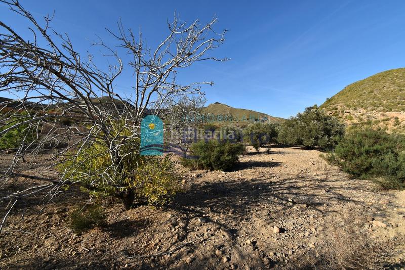 Foto f9717bea-58a2-4dcd-bf34-1b024be4176a. Rural plot in Mazarrón casco urbano Mazarrón