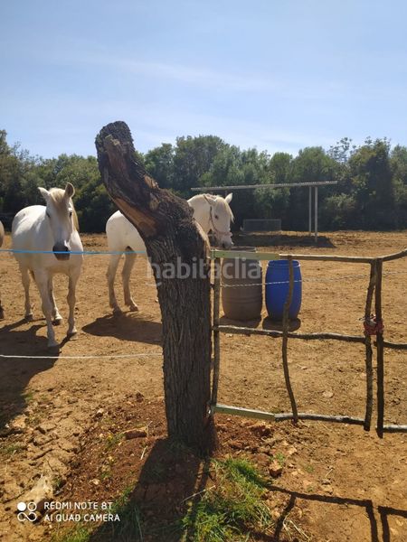Foto 9f6d7c44-4254-40c1-9e48-4ed11ba5ac42. Finca rústica a 0 a Sineu