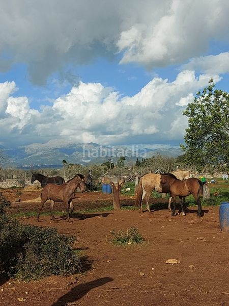 Foto fd3b91bc-038e-441a-9b92-ae3fdf792709. Finca rústica a 0 a Sineu