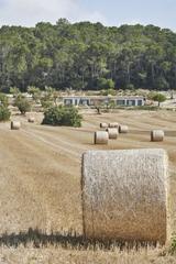 Rural plot in 0. Parcela con proyecto de construcción en montuiri