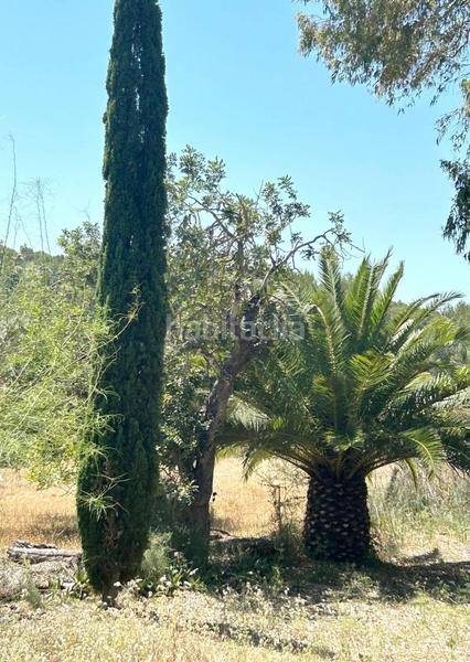 Foto 2a039cdf-7981-45c3-98b3-3e7a1d9b29b2. Chalet in 0 in Calvià poble Calvià