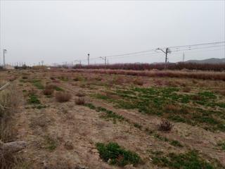 Terreny residencial a Burgo de Ebro (El). Finca rustica de regadio de 11583 metros cuadrados junto al nucl