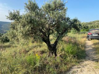 Lloguer Finca rústica a Loranca de Tajuña. Olivar y fincas rusticas en loranca
