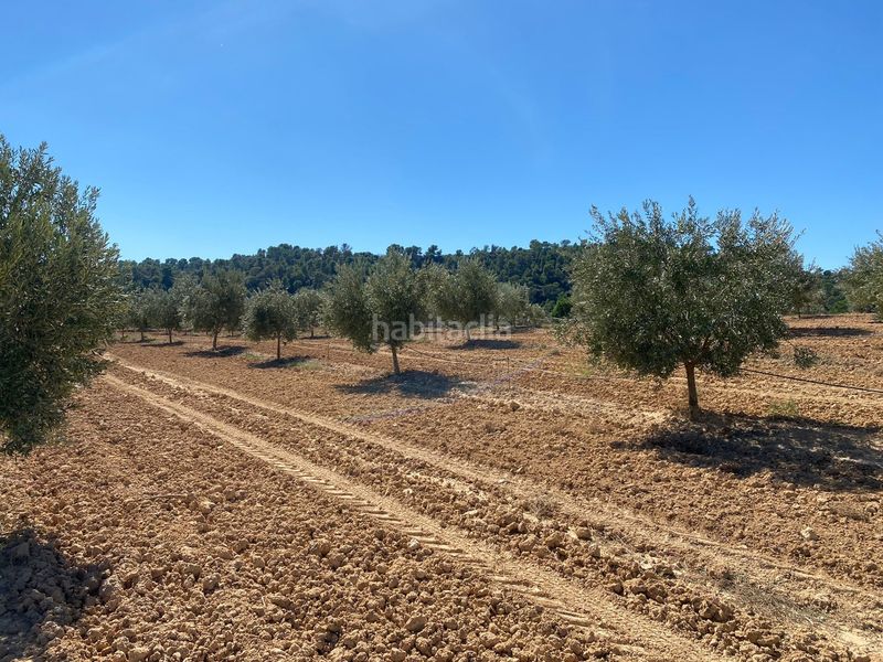 Foto 8d27ecad-5eb8-46c0-8ce2-b1761606ab55. Terrain résidentiel dans carretera Alcañiz a caspe dans Alcañiz