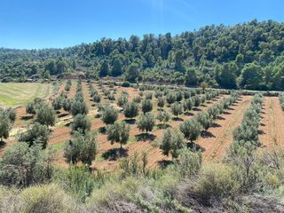 Casa en Carretera alca�iz a caspe. En alca�iz, teruel, se vende impresionante finca r�stica, de 30