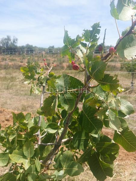 Foto 850b5a06-879a-425e-b281-1adffb087113. Finca rústica a Riudecols