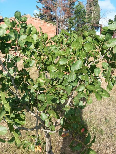 Foto 78265e6a-905c-47d6-8d2e-260f22555137. Finca rústica a n/a a Riudecols