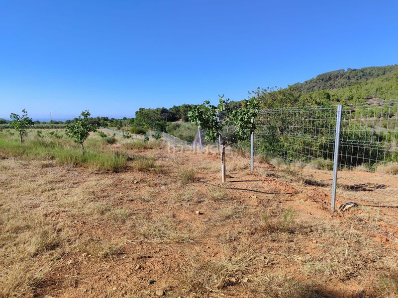 Foto 90e1bbc7-b1b3-455e-b66e-de4872a8bda1. Finca rústica a n/a a Riudecols