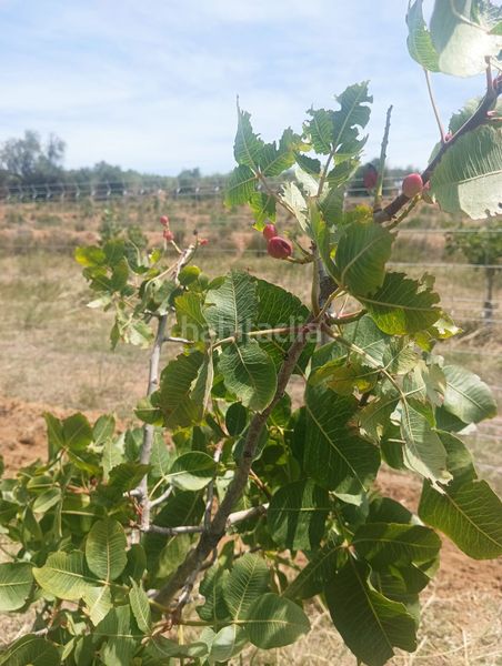 Foto dadaeea5-4c91-41be-8ee4-85964f48910a. Finca rústica a n/a a Riudecols