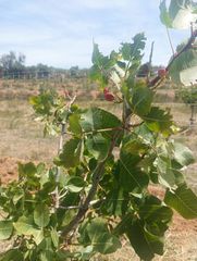 Finca r�stica a N/a. Finca con valla,i casita para reformar