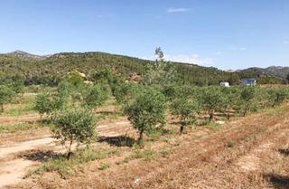 Terreny residencial a Partida aubals. poligono 14. Parcela a la venta en garcia, provincia de tarragona. se trata d
