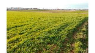 Terrain résidentiel à Pago de el palomar, poligono 44. Oportunidad para comprar tu suelo! aprovecha esta magnífica opor