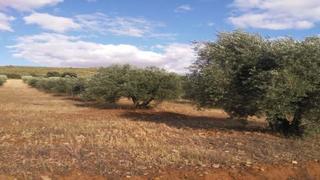 Terreno residenziale in Paraje puerto colorado pg 11 pc 1383 -piedrabuena. Conjunto de 5 fincas en venta al mejor precio en el paraje puert