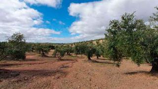 Oficina a N/a. Finca rústica en peñón de rabanales, torredonjimeno, jaén. descu