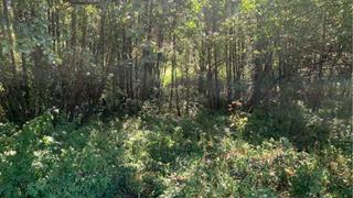 Residential Plot in Espadanal pol. 504 par. 370 (lugar piñeiro). Suelo rústico, ubicado en el paraje denominado espanadal, pg 504