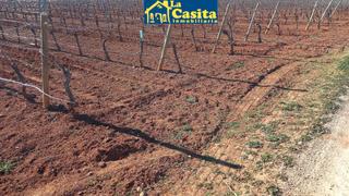 Finca rústica  Calle ancha. Se vende viña
