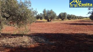 Finca rústica  Calle ancha. Se vende olivar