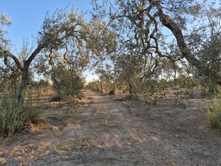 Finca rústica en Espartinas Pueblo