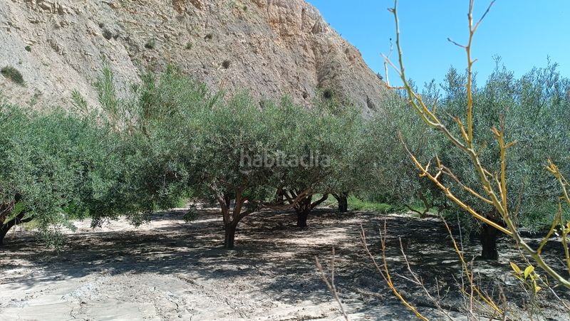 Foto 929bc67f-0365-4256-936d-7ce008fb5953. Bauernhof in Centro Mutxamel