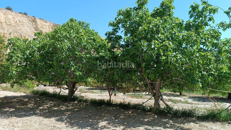 Foto 93c3f045-113c-4c6e-a3bd-d0ccad307744. Bauernhof in Centro Mutxamel