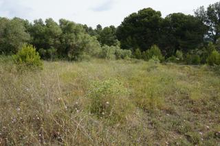 Mas  Calle domenges. Finca rústica de 1,7 ha en les borges del camp con pozos y elect