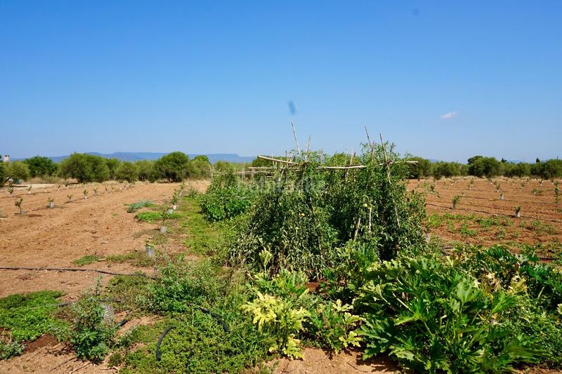 Foto 3307c202-c3f0-4ea0-a329-9336b9262bd3. Propriété dans Constantí