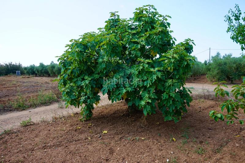 Foto bc8c1105-5c1a-4e92-ab1f-9cddf0b1c774. Propriété dans Constantí