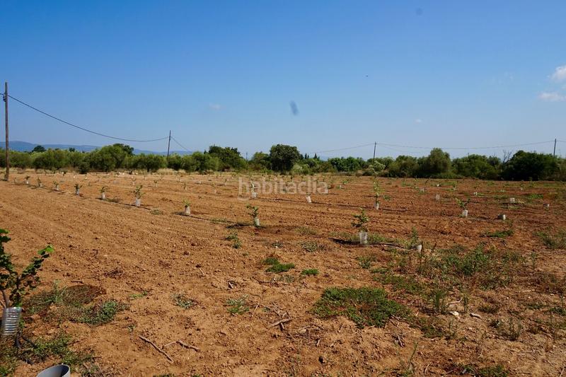 Foto dedf039a-efd7-4d87-bcae-cdf6fad0d9ea. Propriété dans Constantí