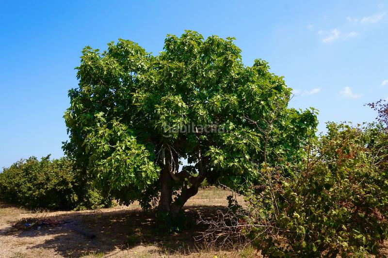 Foto e08ae352-00aa-4fee-83bb-c83af412d41e. Propriété dans Constantí